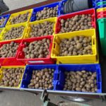 ein Anhänger voll Kartoffeln