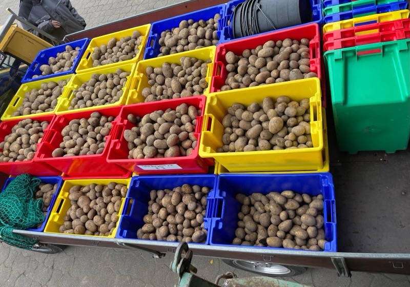 ein Anhänger voll Kartoffeln
